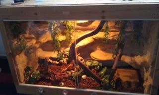 Baue Terrarienrückwände für viele Reptilien zu fairen Preisen