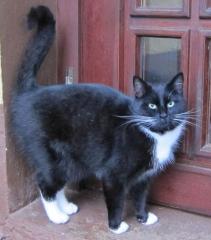 Gesunde Hauskatzen suchen neues zu Hause