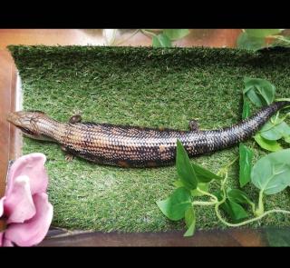 Blauzungenskink/Tiliqua Scincoides Scincoides