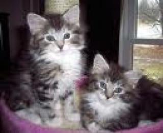 2 Maine Coon zum Verkauf.