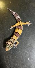 Leopardengeckos aus Hobbynachzucht 2022