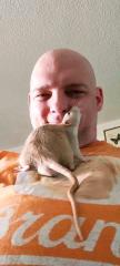 Süße wunderschöne Ratten / Farbratten aus privater Kleinzucht