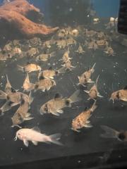 Panda Wels / Corydoras Panda