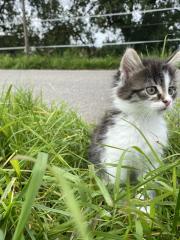 Unsere süßen Katzenbabys suchen ab Ende August ein neues Zuhause mit viel Auslauf