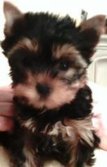 Yorkshire Terrier Hündin, Welpe, VDH/FCI
