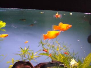 Biete euch hier Junge Platy s an, es sind gesunde Tiere