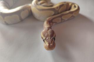 Königspython regius Banana