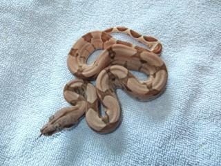 Boa Constrictor Salmon 50 poss. Supersalmon ENZ 2021