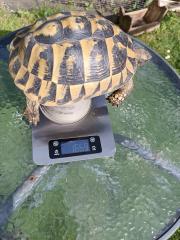 Junges erwachsenes Weibchen, griechische Landschildkröte mit Gelege