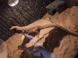 Bartagame Frau oder Man am liebste beide