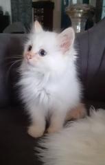 Verschmuste Kuschelmäuse Sibirische Waldkatze Neva Masquarade Hl. Birma creme-Point