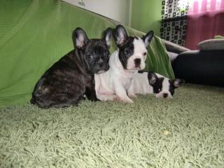 Französische Bulldogge Welpen
