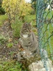 Kater Oskar entlaufen