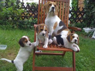 Reinrassige tricolor Beagle Welpen von besten Vorfahren