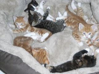 7 Süße Katzenbabys in liebevolle Hände abzugeben