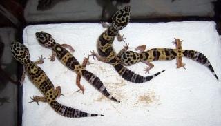 Leopardgecko