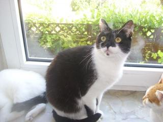 Katze abzugeben