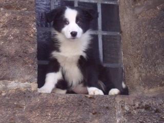 Australian Shepherd/ Border-Collie Welpen