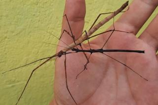Trio Phasmide // Lobofemora scheirei Cat Tien eher selten