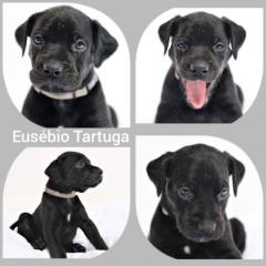 Louisiana Catahoula Leopard Dog