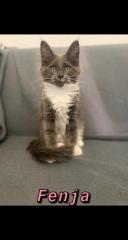 Maine Coon Kitten mit Stammbaum