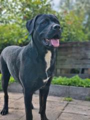 Cane Corso Mischling Dame