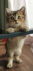 BKH kitten