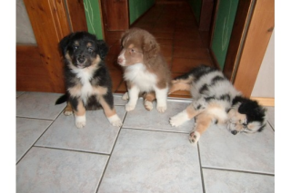 3 Jungs unserer Australian Shepherd suchen noch ein neues Zuhause