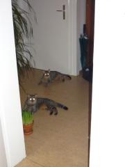 DRINGEND 2 Egyptian Mau Mutter Sohn suchen ein neues zuhause