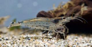 Amano Größe L