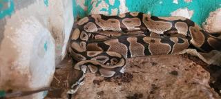 Königspythons mit Terrarium Zubehör