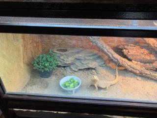 Bartagame mit Terrarium