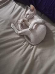 Peterbald