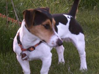 Jack Russell Terrier Deckrüde