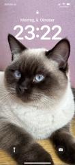 DeckKater Heilige Birma und mix BKH