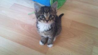 Noch 3 von 4 Kitten suchen euch. Norwegische Waldkatze/BKH Mix