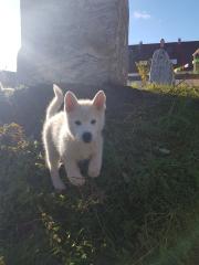 Akita Husky im Allgäu
