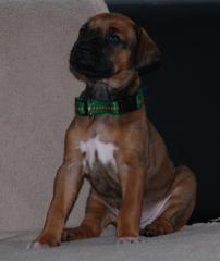A-Wurf Wunderschöne wesenfeste Rhodesian Ridgeback