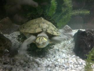 2 Wasserschildkröten Aquarium Zubehör