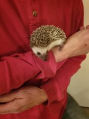 Weißbauchigel Babys