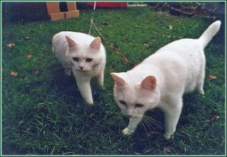 Weisses Katzenpärchen