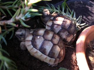 4- und 3-jährige Landschildkröten, Testudo Marginata, Breitrandschildkröten aus artgerechter,