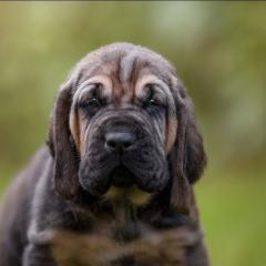 Bloodhound Welpen reinrassig mit Papieren