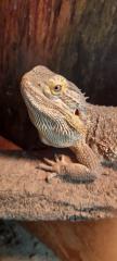 Bartagame mit Terrarium