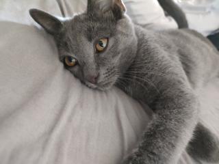 Kater, grau 4, 5 Monate