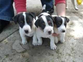Süße, lebhafte Jack-Russel-Terrier-Welpen abzugeben