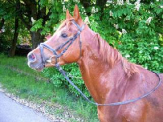Der kleine Lord