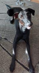 Magyar Vizsla-Malinois Mix