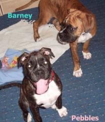Barney Pebbles suchen noch ein Boxer liebendes zu Hause