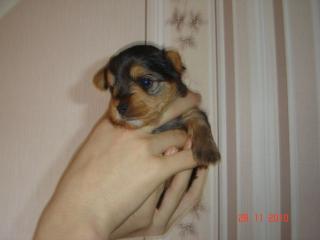 Yorkshire Terrier Welpen